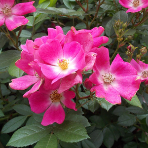 Kупить В Интернет-Магазине - Poзa Эрнэ - розовая - Миниатюрные розы лилипуты  - роза без запаха - Марк Гергей - Ярко-розовые мелкие состоящие из небольшого количества лепестков цветы распускаются в больших кистях.